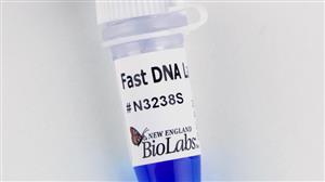 N3238S | Fast DNA Ladder 1 ml
