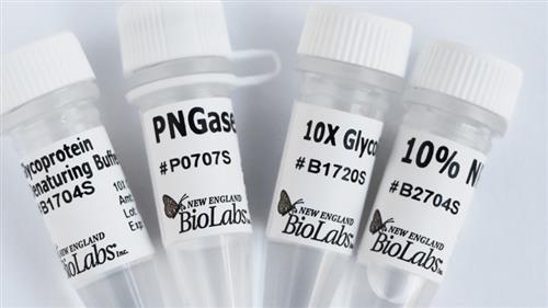 P0707L | PNGase A 750 units