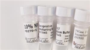 P0709L | PNGase F Glycerol free Recombinant 75000 units