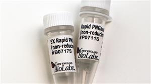 P0711S | Rapid PNGase F non reducing format 50 reactions