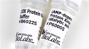 P6000L | cAMP dependent Protein Kinase PKA catalytic subuni