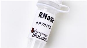 P7817S | RNase B 250 g