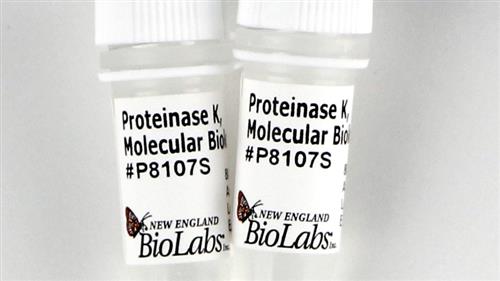 P8107S | Proteinase K Molecular Biology Grade 2 x 1 ml vial