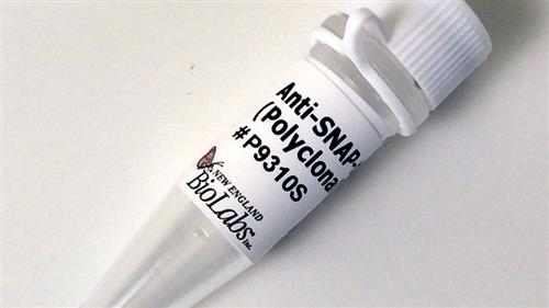 P9310S | Anti SNAP tag Antibody Polyclonal 100 l