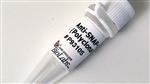 P9310S | Anti SNAP tag Antibody Polyclonal 100 l