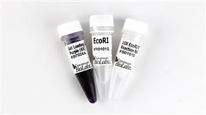 R0101S | EcoRI 10000 units