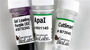 R0114S | ApaI 5000 units
