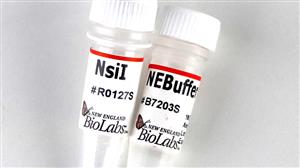 R0127S | NsiI 1000 units
