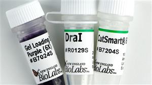 R0129S | DraI 2000 units
