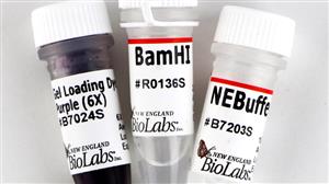 R0136S | BamHI 10000 units