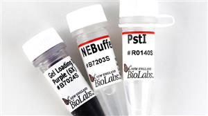 R0140T | PstI 10000 units