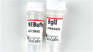 R0143S | BglI 2000 units