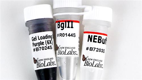 R0144M | BglII 10000 units