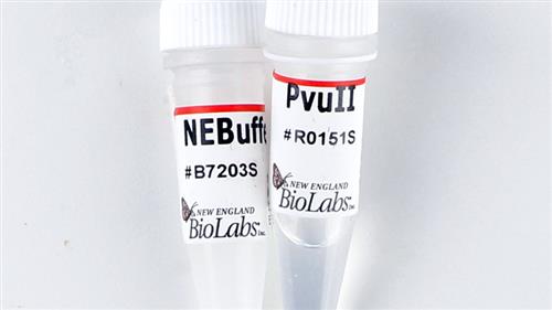 R0151T | PvuII 5000 units