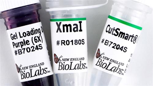 R0180L | XmaI 2500 units