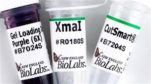 R0180L | XmaI 2500 units