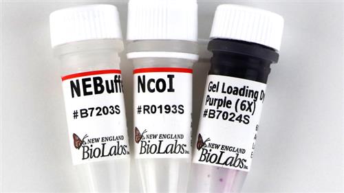 R0193T | NcoI 1000 units