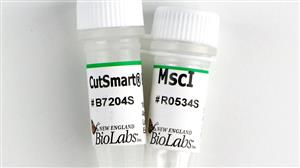 R0534S | MscI 250 units