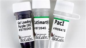 R0547L | PacI 1250 units