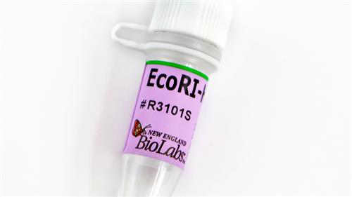 R3101M | EcoRI HF 50000 units