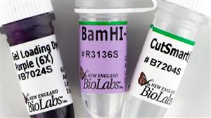 R3136M | BamHI HF 50000 units