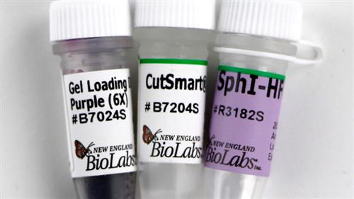 R3182M | SphI HF 2500 units