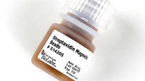 S1420S | Streptavidin Magnetic Beads 5 ml