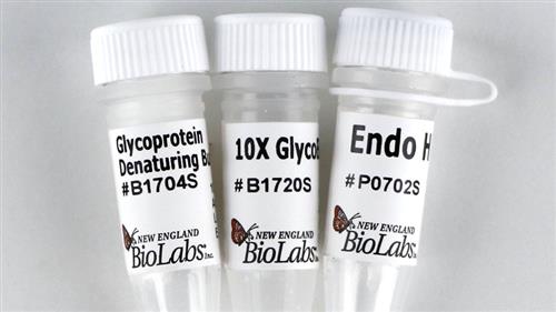 P0702S | Endo H 10000 units