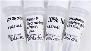 P0705S | PNGase F Glycerol free 15000 units