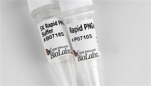 P0710S | Rapid PNGase F 50 reactions