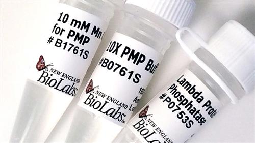 P0753L | Lambda Protein Phosphatase 100000 units