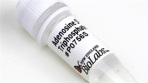 P0756S | Adenosine 5 Triphosphate ATP 1 ml
