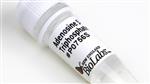 P0756S | Adenosine 5 Triphosphate ATP 1 ml