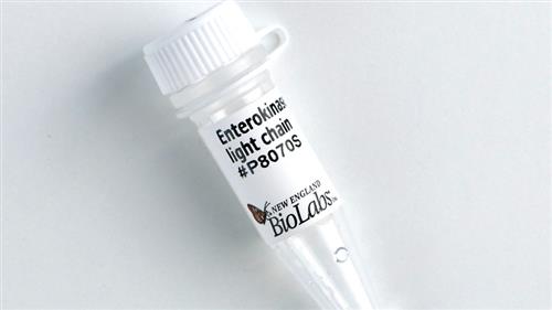 P8070S | Enterokinase light chain 480 units