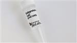P8109S | Endoproteinase LysC 20 g