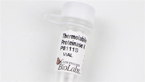 P8111L | Thermolabile Proteinase K 150 units