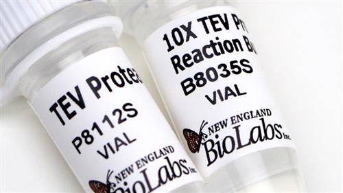 P8112S | TEV Protease 1000 units