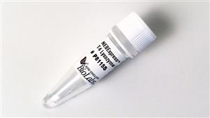 P8115S | NEBExpress T4 Lysozyme 200 g