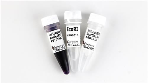 R0101M | EcoRI 50000 units