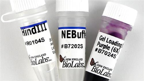 R0104L | HindIII 50000 units