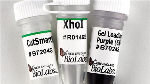 R0146S | XhoI 5000 units