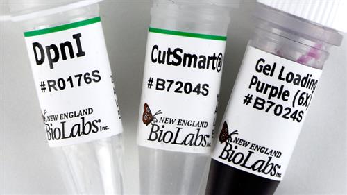 R0176S | DpnI 1000 units