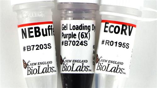 R0195S | EcoRV 4000 units