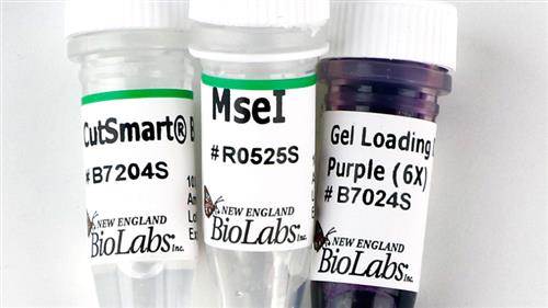 R0525L | MseI 2500 units