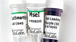 R0525L | MseI 2500 units