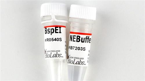 R0540S | BspEI 1000 units