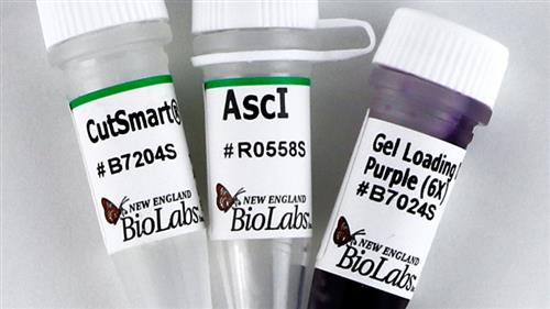 R0558S | AscI 500 units