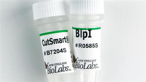 R0585S | BlpI 500 units