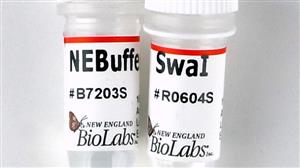R0604S | SwaI 2000 units
