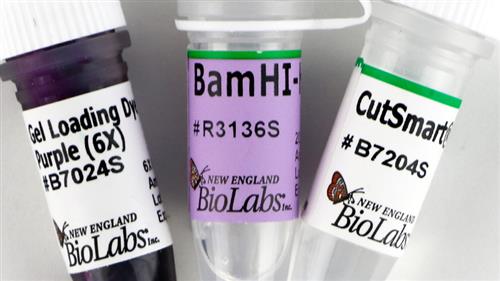 R3136L | BamHI HF 50000 units